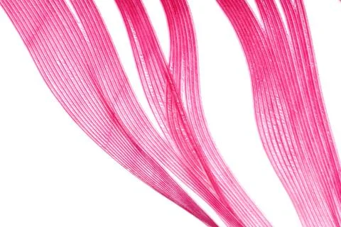 Feather abstract texture background Stock Photos