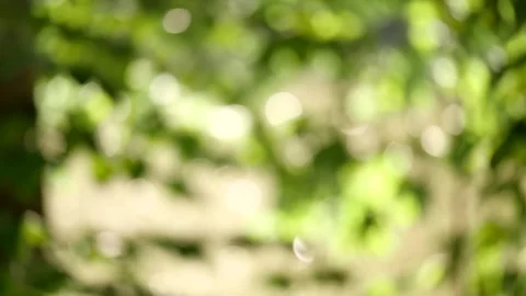 Feather against a green tree background 2 Stock Footage 316169866