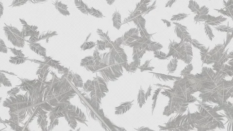 Feather on Alpha Stock Footage 273658969