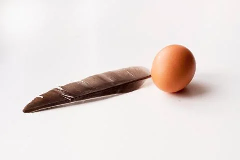 Feather and an Egg on white background Stock Photos