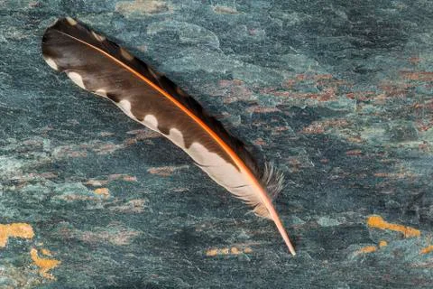 Feather and stone Stock Photos