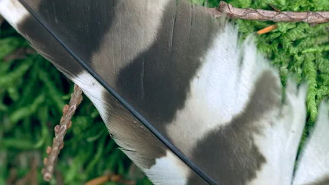 Feather and Twigs On Mossy Forest Floor in Pacific Northwest 스톡 동영상 297635901