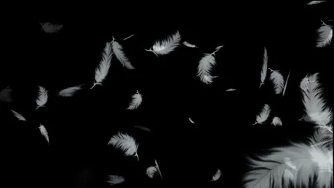 Feather animation with black background Stock Footage 299727917