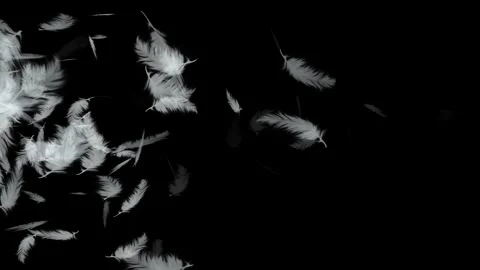 Feather animation with black background Stock Footage 299728108