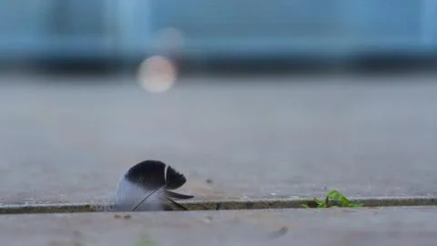 Feather on asphalt in crack Stock Photos