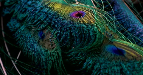 Feather background. Video stock 236224593