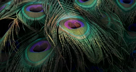 Feather background. Stock Footage 238749924