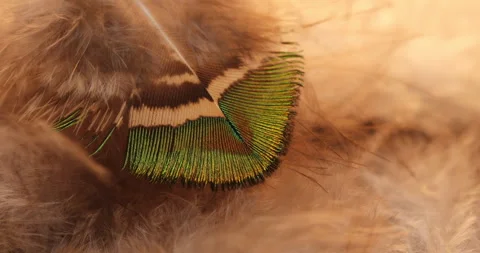 Feather background. Stock Footage 240630769