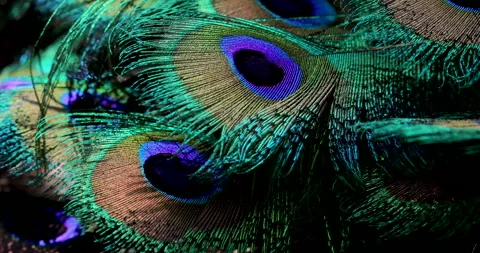 Feather background. Stock Footage 240727836