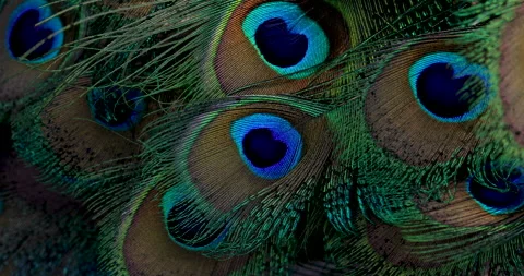 Feather background. Stock Footage 240728826