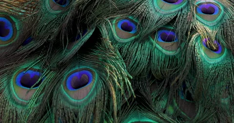 Feather background. Stock Footage 240843203