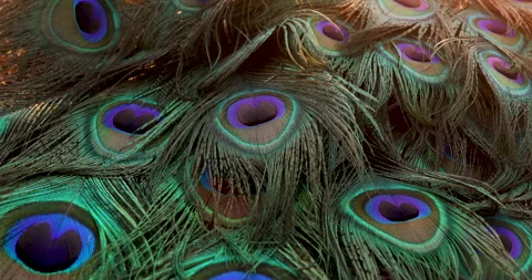 Feather background. Stock Footage 240843363