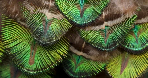 Feather background. Stock Footage 242645777