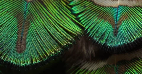 Feather background. Video stock 242756238