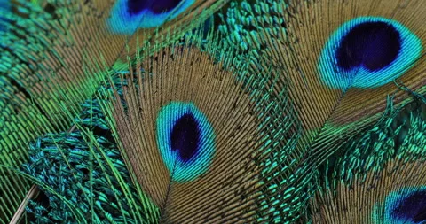 Feather background. Stock-Footage 242825169
