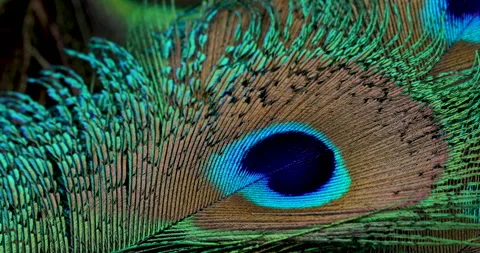 Feather background. Stock Footage 243077458