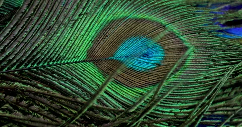 Feather background. Stock Footage 243077471