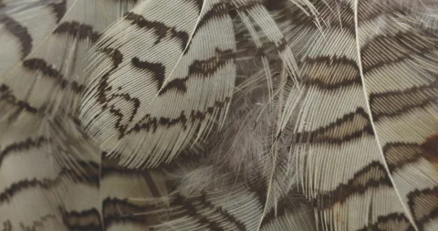 Feather background. Stock Footage 243175705