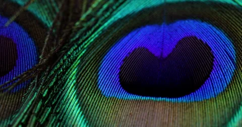 Feather background. Stock Footage 244852834
