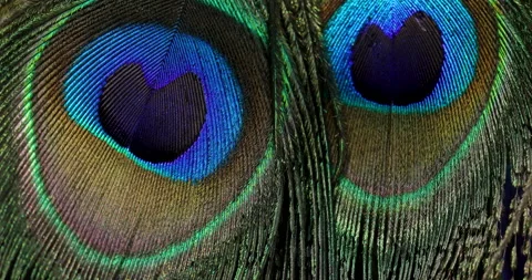 Feather background. Stock Footage 244852860