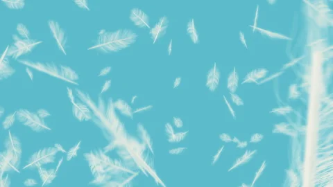 Feather on Background Stock Footage 246516574