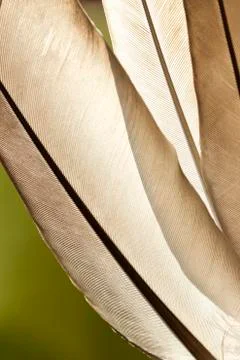 Feather background Stock Photos