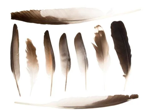 Feather background Stock Photos