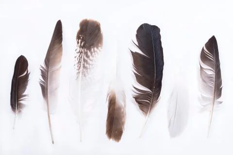 Feather background 库存照片