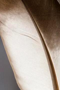 Feather background Фото