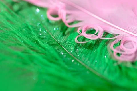 Feather background Stock Photos