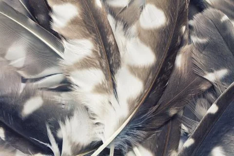 Feather background Stock Photos