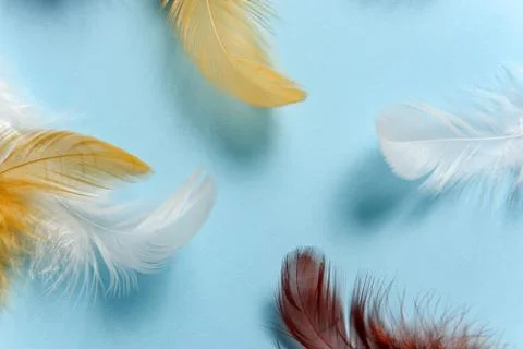 Feather Background Stock Photos