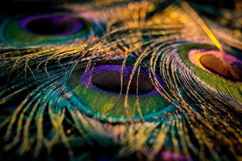 Feather background. Stock Photos