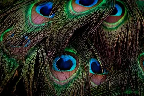 Feather background. Stock Photos