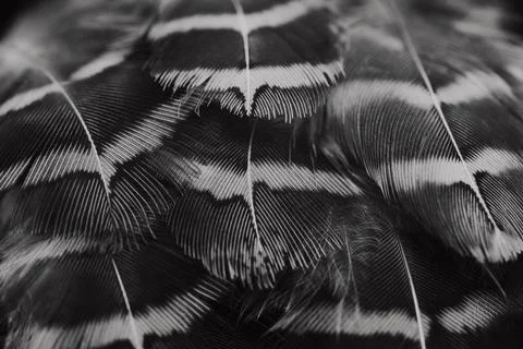 Feather background. Stock Photos