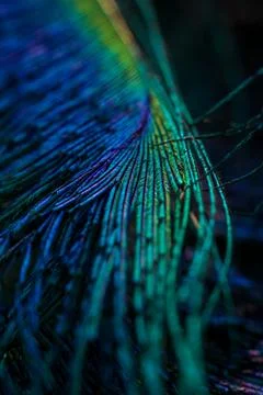 Feather background. Stock Photos