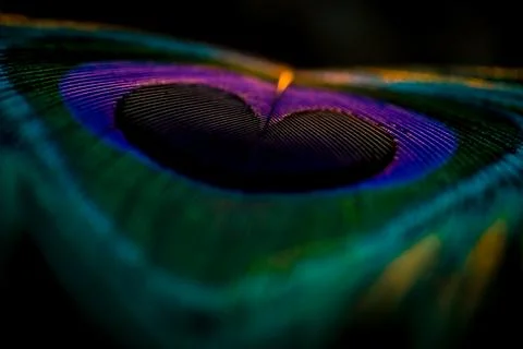 Feather background. Stock Photos