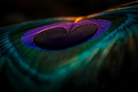 Feather background. Stock Photos