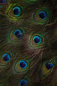 Feather background. Stock Photos