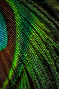 Feather background. Stock Photos