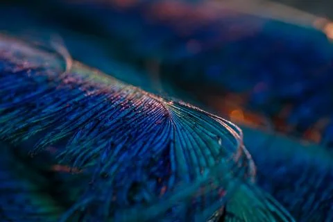 Feather background. Stock Photos