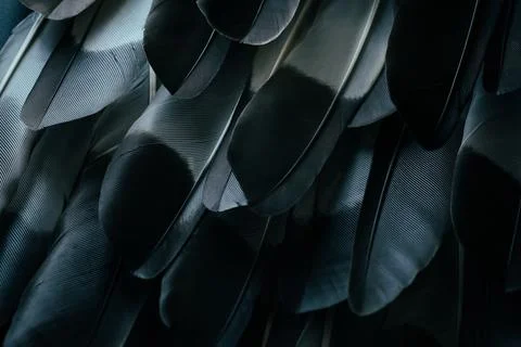Feather background. Stock Photos