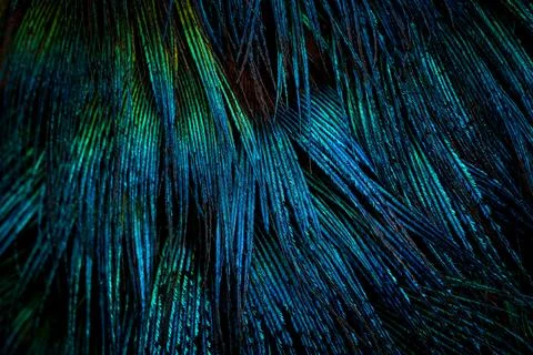Feather background. Stock Photos