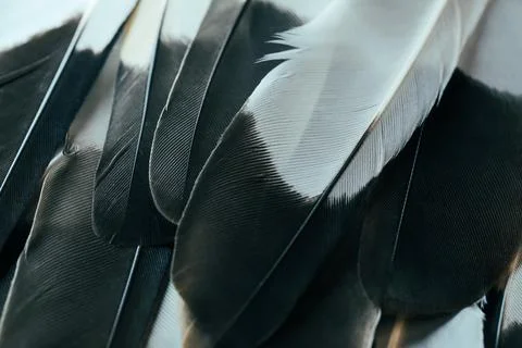 Feather background. Stock Photos