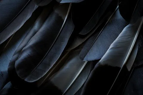 Feather background. Stock Photos
