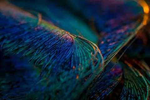 Feather background. Stock Photos