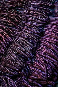 Feather background. Stock Photos