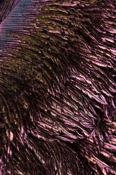 Feather background. Stock Photos
