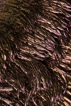 Feather background. Stock Photos