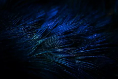 Feather background. Stock Photos